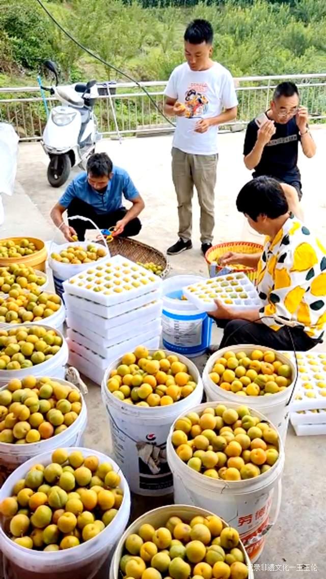 金沙县茶园镇桂花村:600亩蜂糖李产值40余万元