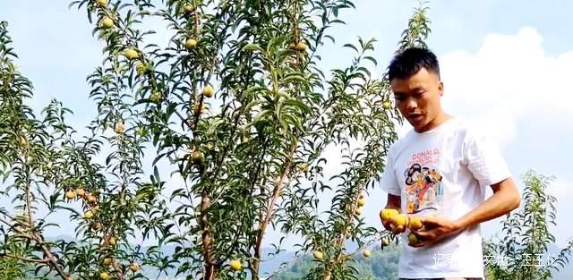 金沙县茶园镇桂花村:600亩蜂糖李产值40余万元