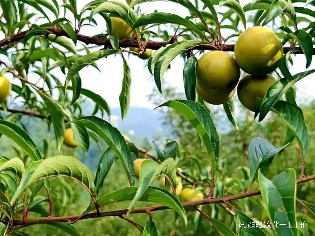 金沙县茶园镇桂花村:600亩蜂糖李产值40余万元