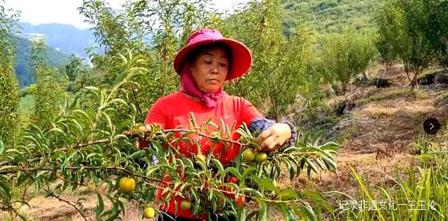 金沙县茶园镇桂花村:600亩蜂糖李产值40余万元