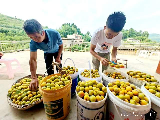 金沙县茶园镇桂花村:600亩蜂糖李产值40余万元