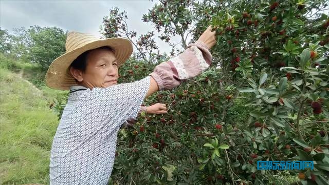 贵州省杨梅总产量可达10万吨以上,品质越来越高