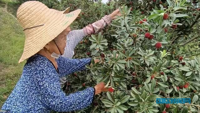 贵州省杨梅总产量可达10万吨以上,品质越来越高
