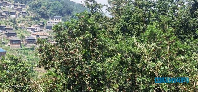 贵州省杨梅总产量可达10万吨以上,品质越来越高