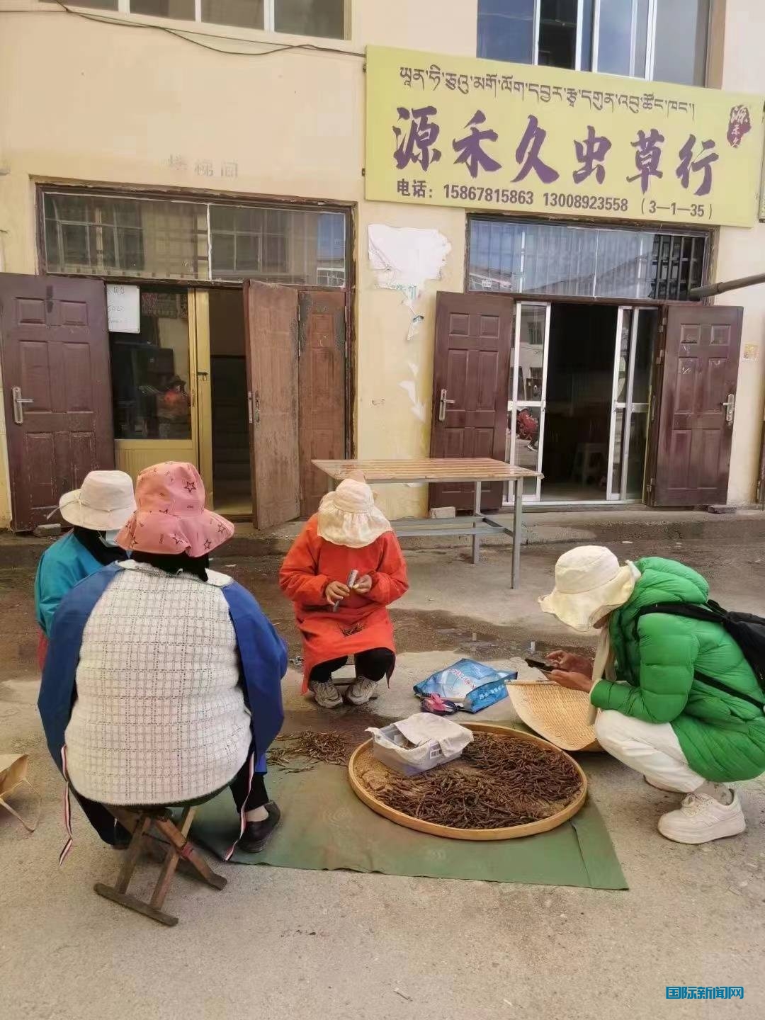新鲜的野生虫草可以吃吗？源禾久虫草庄总经理戴红意告诉你