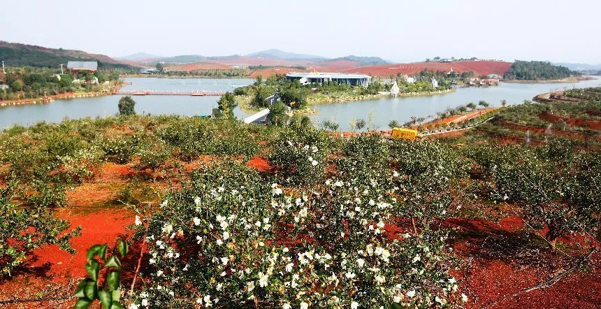 首届湖南油茶节在祁阳开幕